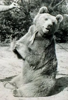 Picture