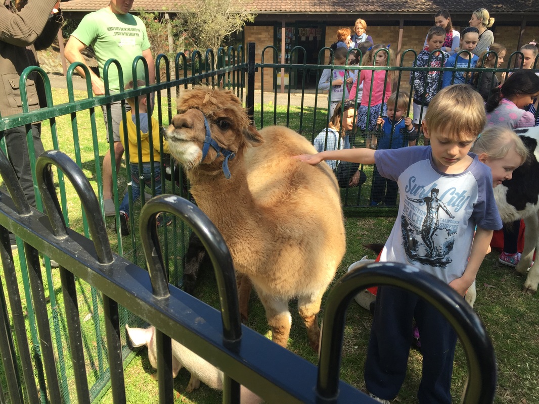 carousel chooser