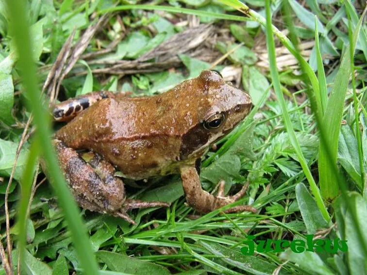 żaba